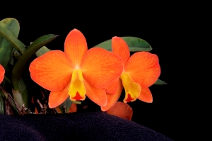 Cattleya N.R. Diamond Orchids HCC/AOS 79 pts.